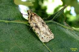 Image of Agonopterix arenella Denis & Schiffermüller 1775