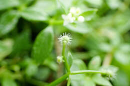 Plancia ëd Galium echinocarpum Hayata