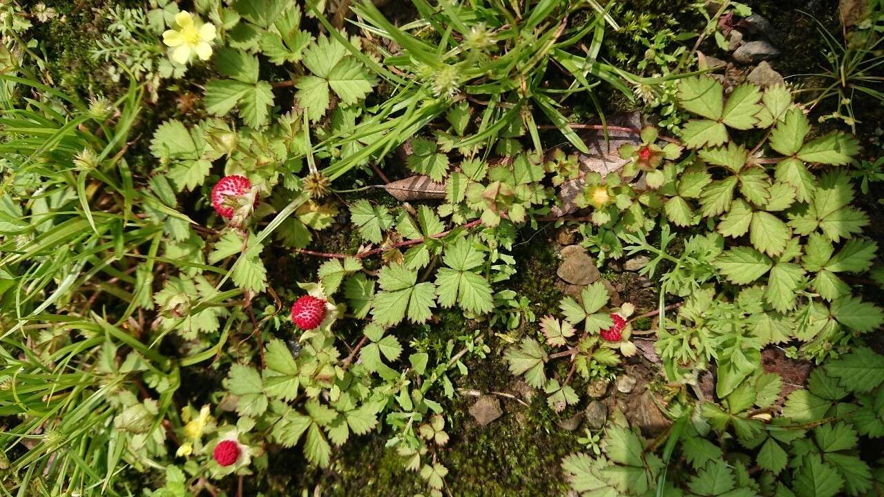 Image of Potentilla wallichiana Ser.