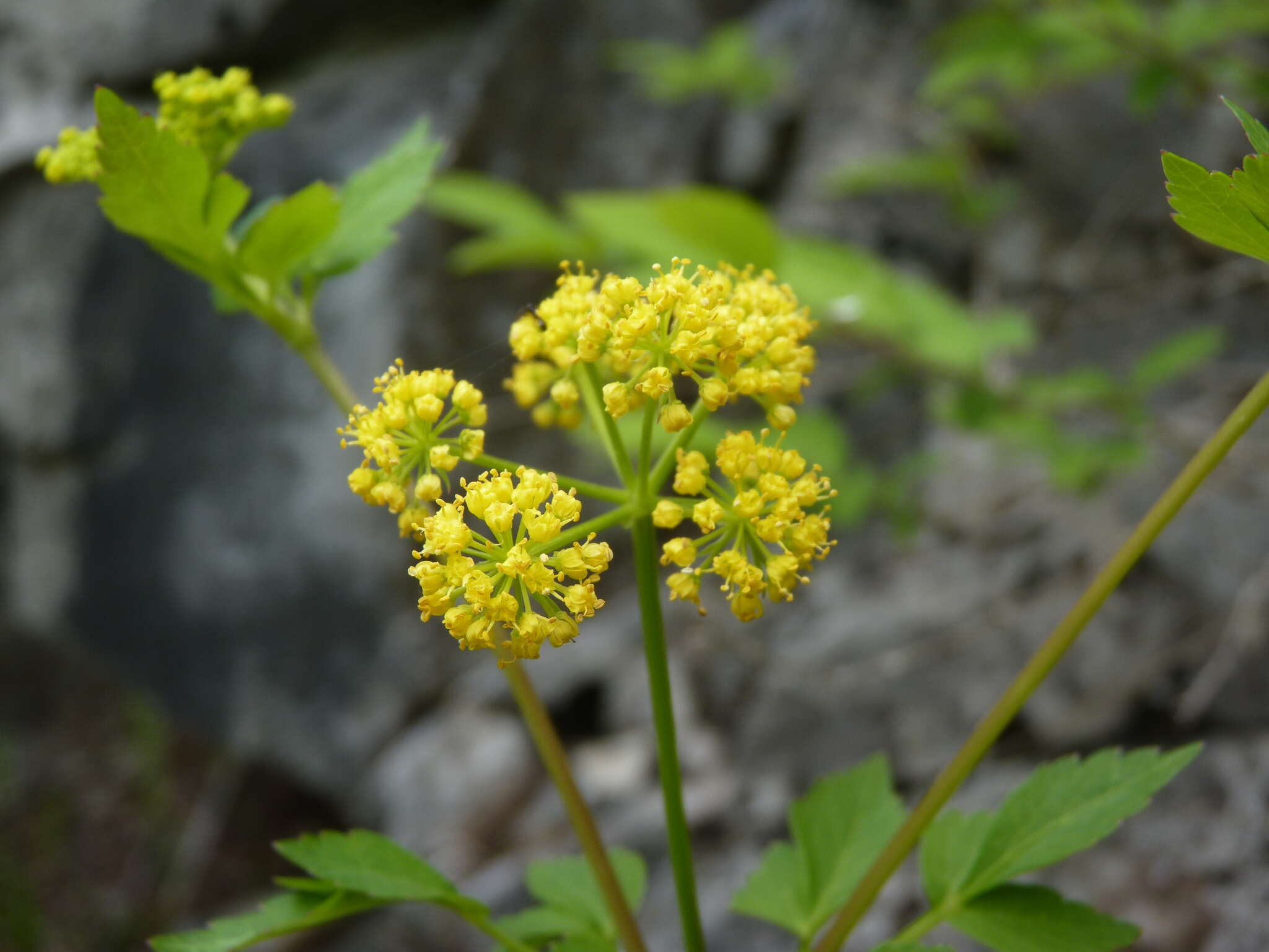 Image of Thaspium barbinode (Michx.) Nutt.