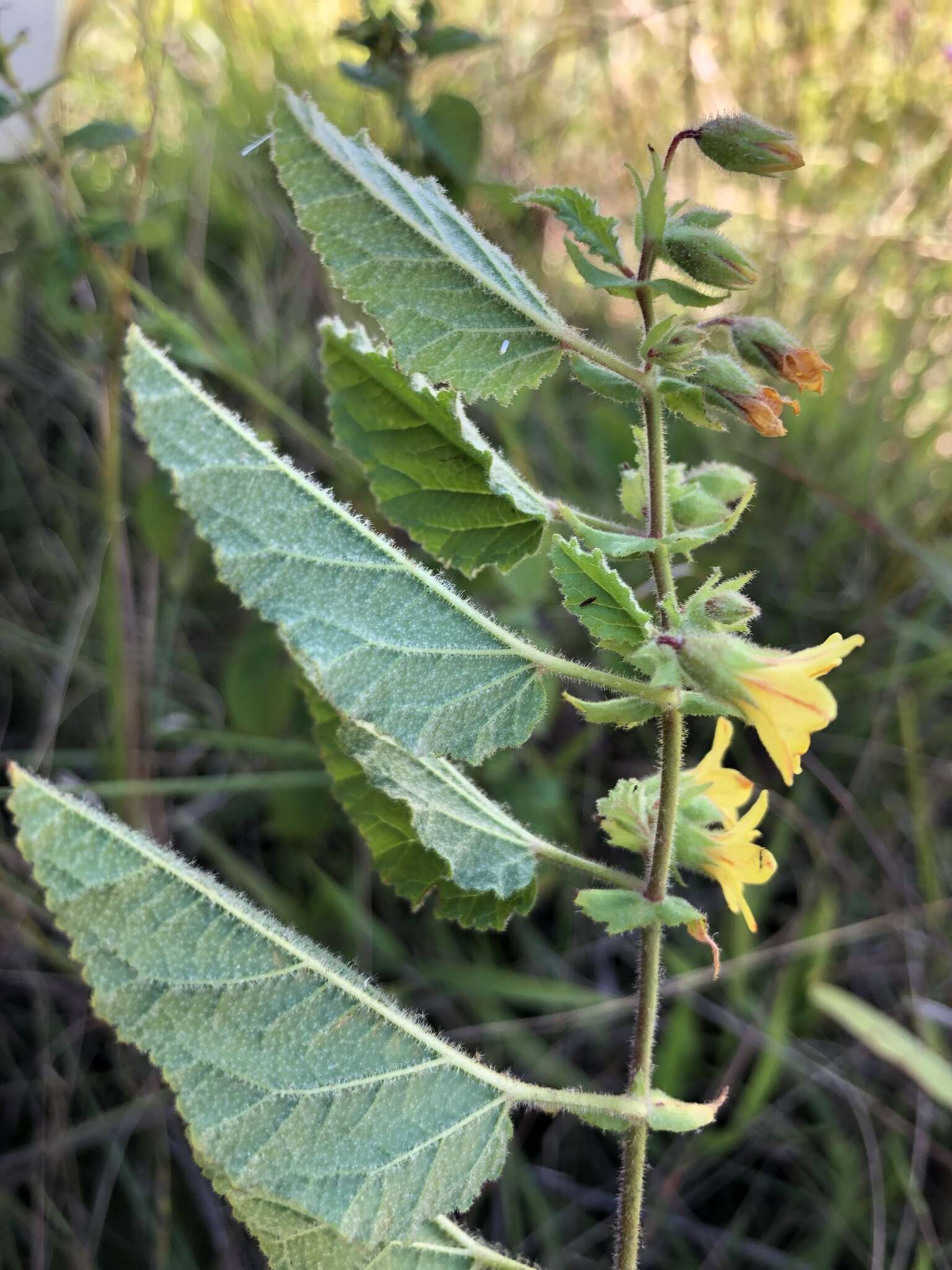 Hermannia grandifolia N. E. Br.的圖片