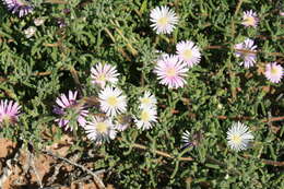 Imagem de Drosanthemum prostratum L. Bol.