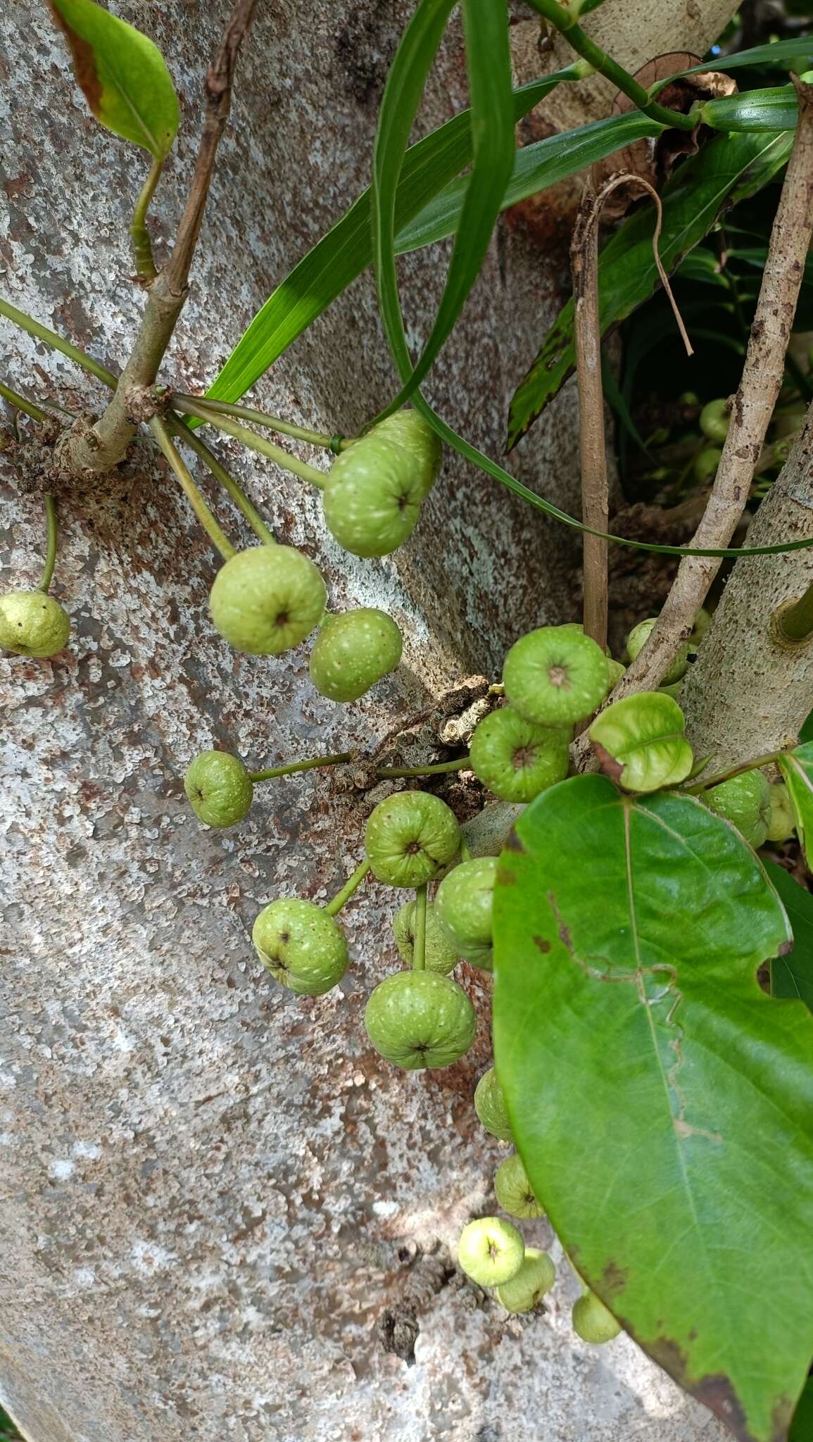 Image of Ficus variegata Bl.