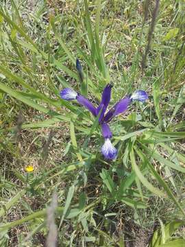 Image of Iris sintenisii Janka