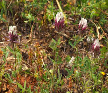 Imagem de Trifolium dichroanthum Boiss.