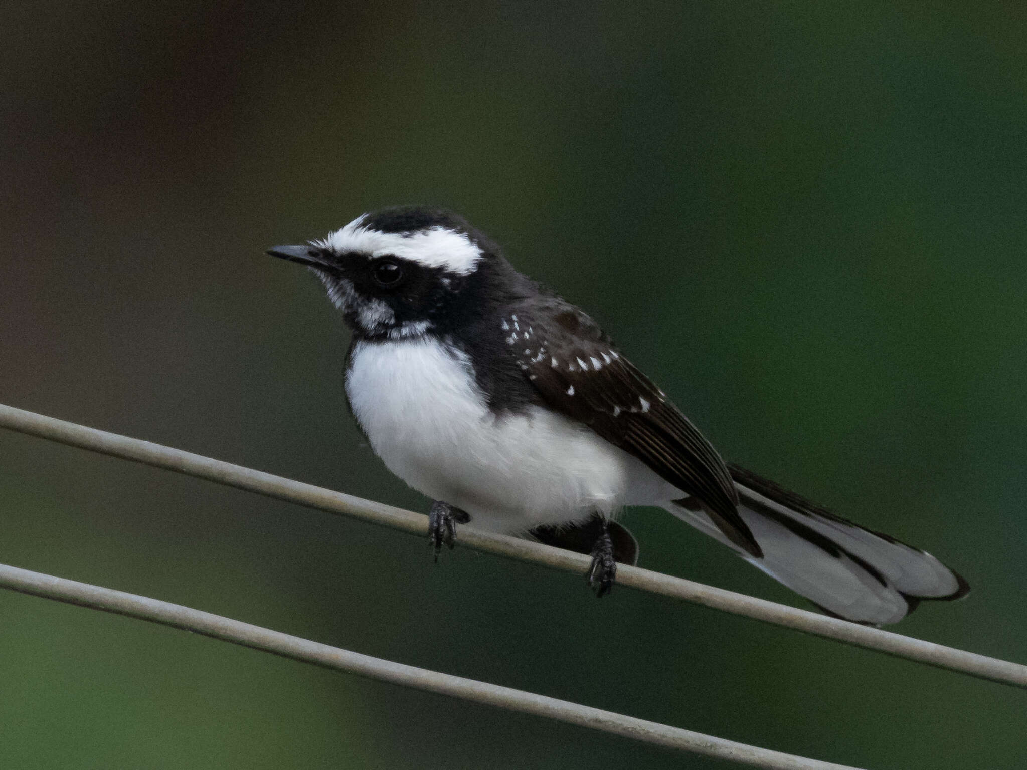 Image of White-browed Fantail