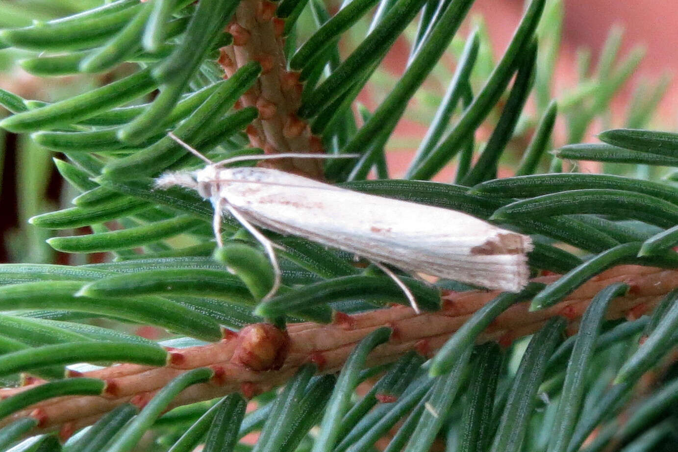 Image of Microcrambus