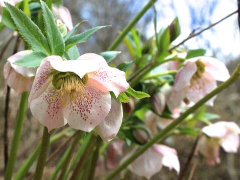 Image of lenten-rose