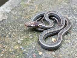 Image of Western Graceful Brown Snake