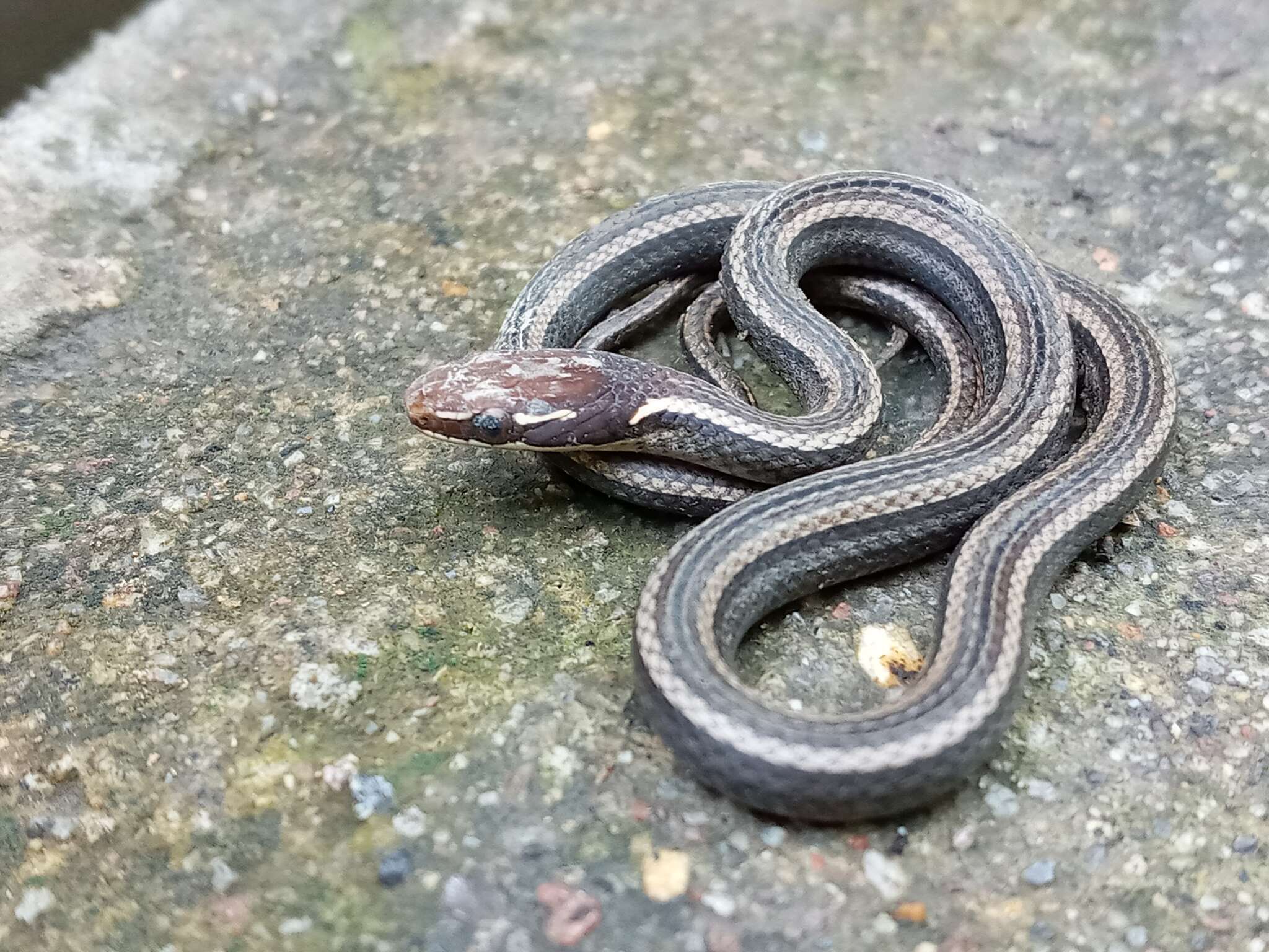 Image of Western Graceful Brown Snake