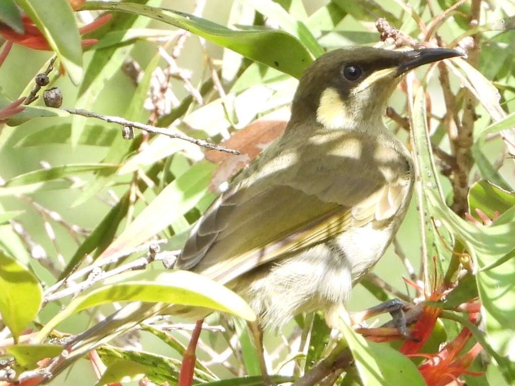 Image of Yellow-spotted Honeyeater