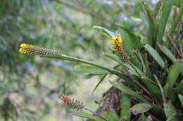 Image of Aechmea blumenavii Reitz