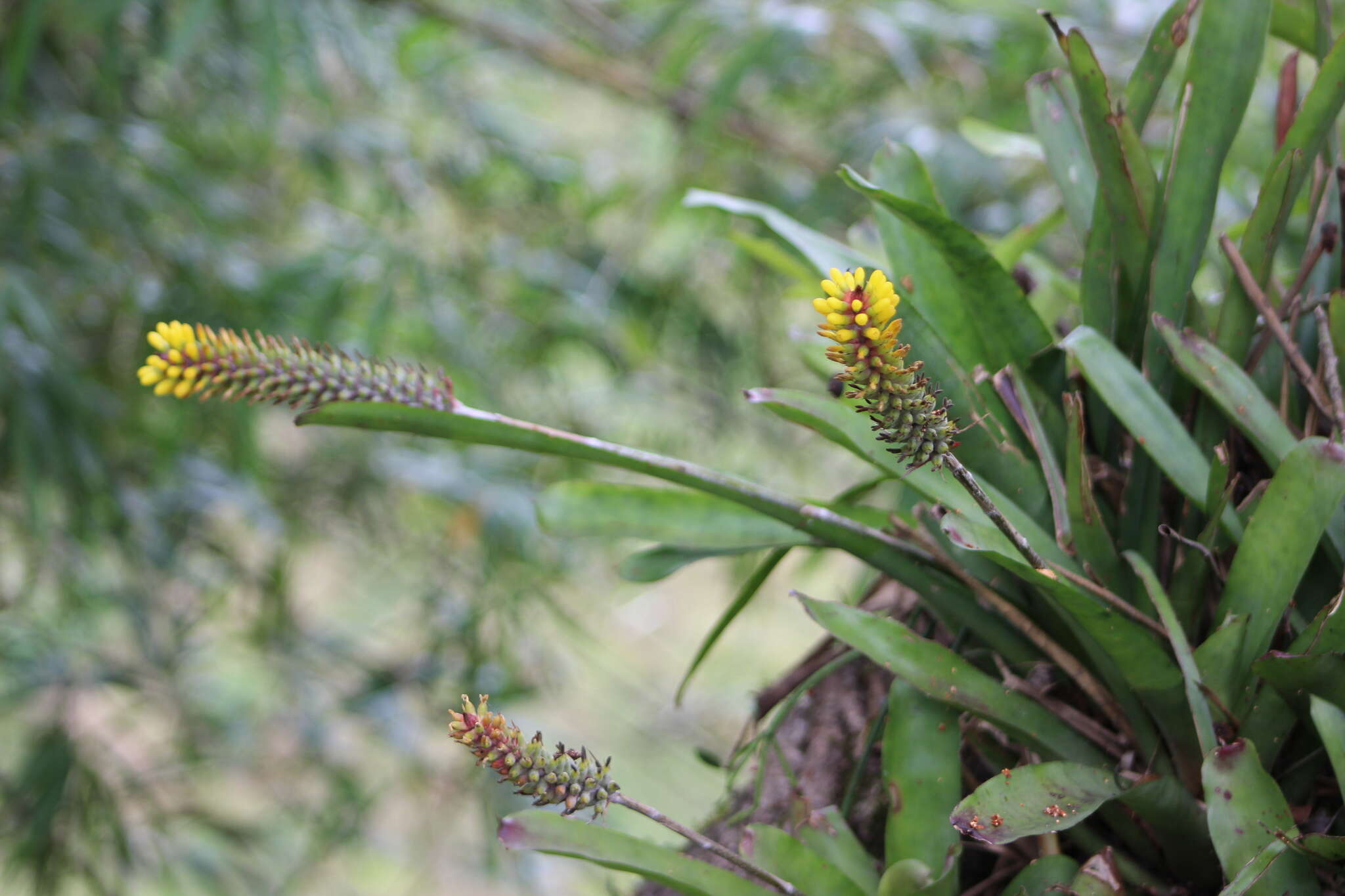 Слика од Aechmea blumenavii Reitz