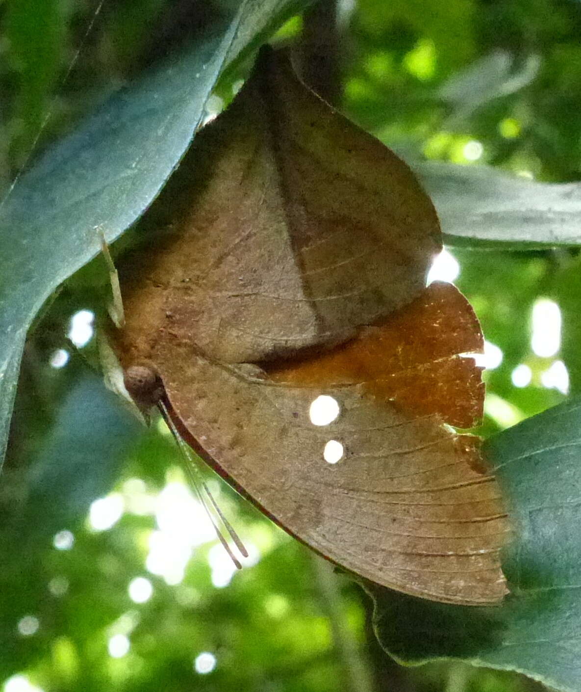 Zaretis strigosus resmi