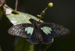 Parides sesostris (Cramer (1779))的圖片