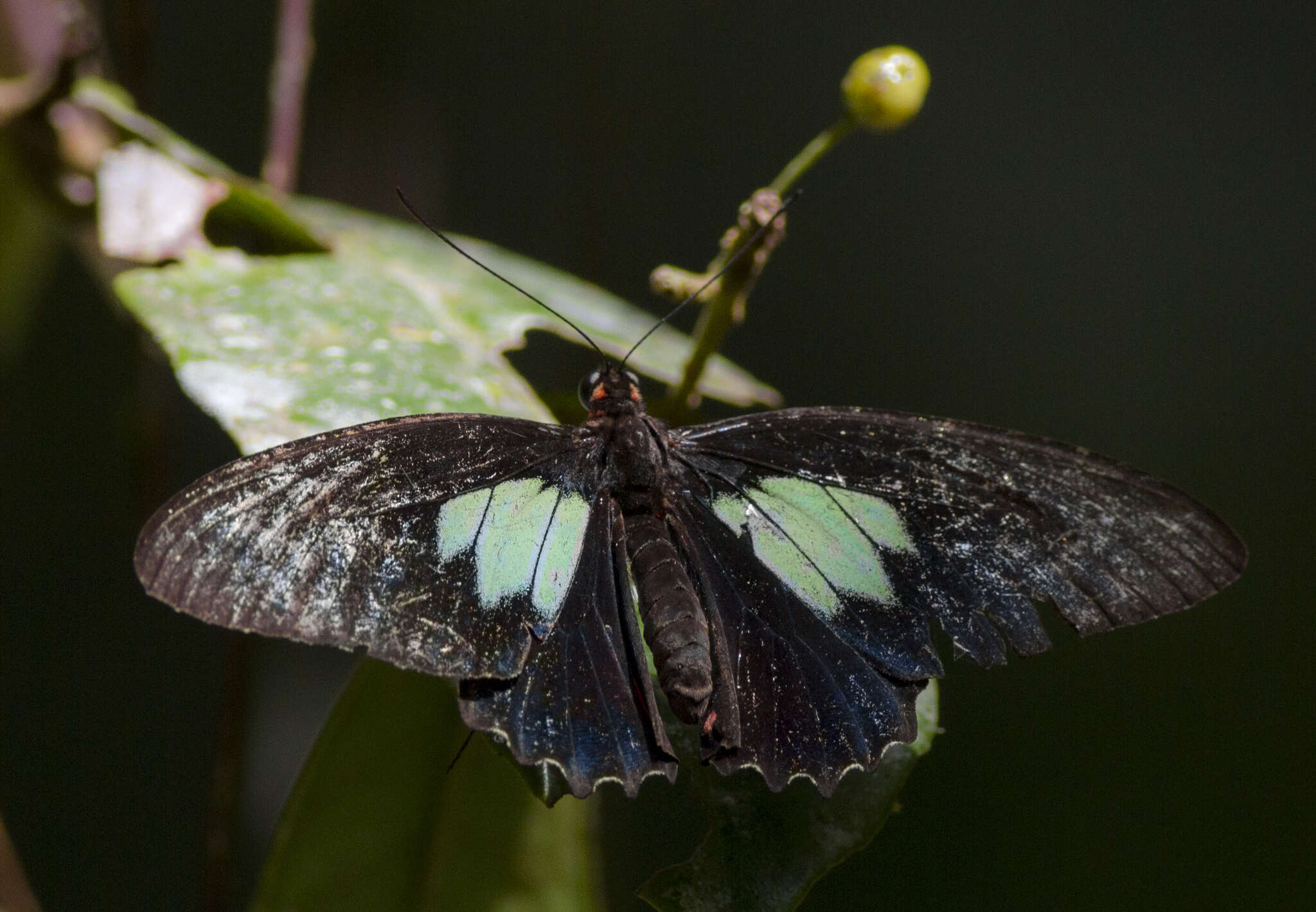 Parides sesostris (Cramer (1779)) resmi