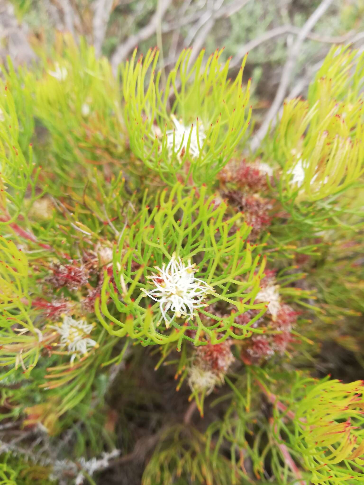 Image of Serruria inconspicua L. Guthrie & Salter