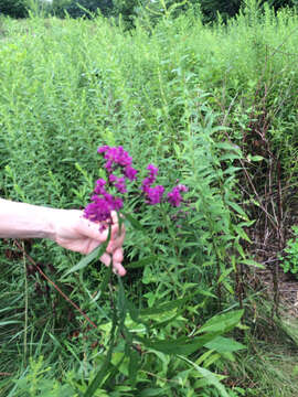 Vernonia gigantea (Walt.) Trel. ex Branner & Coville resmi