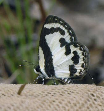 Caleta roxus roxus resmi