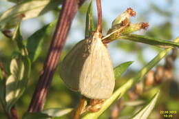 Image of Udea lutealis