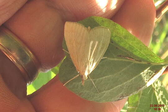 Image of Udea lutealis