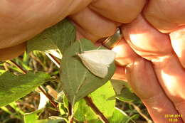 Image of Udea lutealis