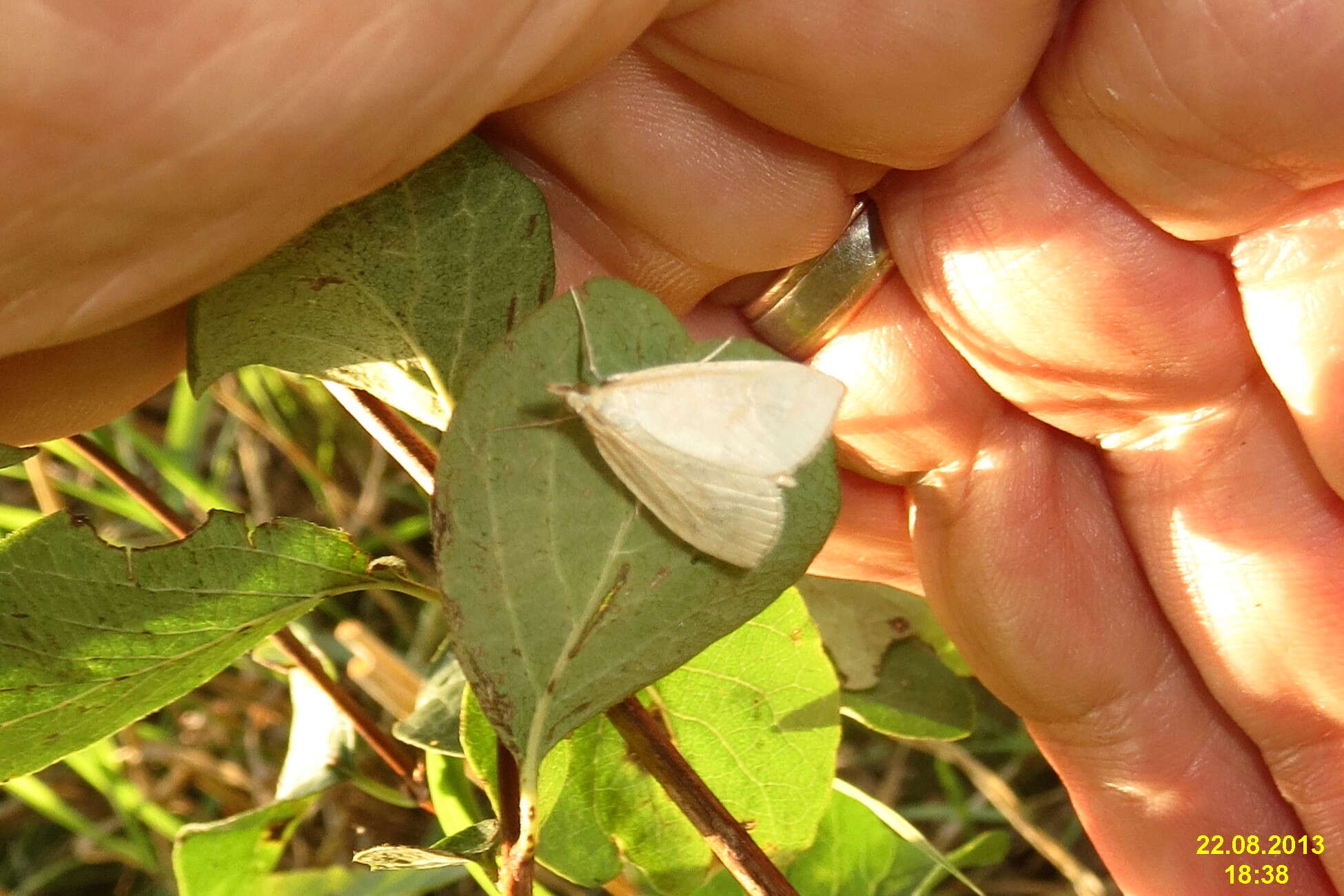 Image of Udea lutealis