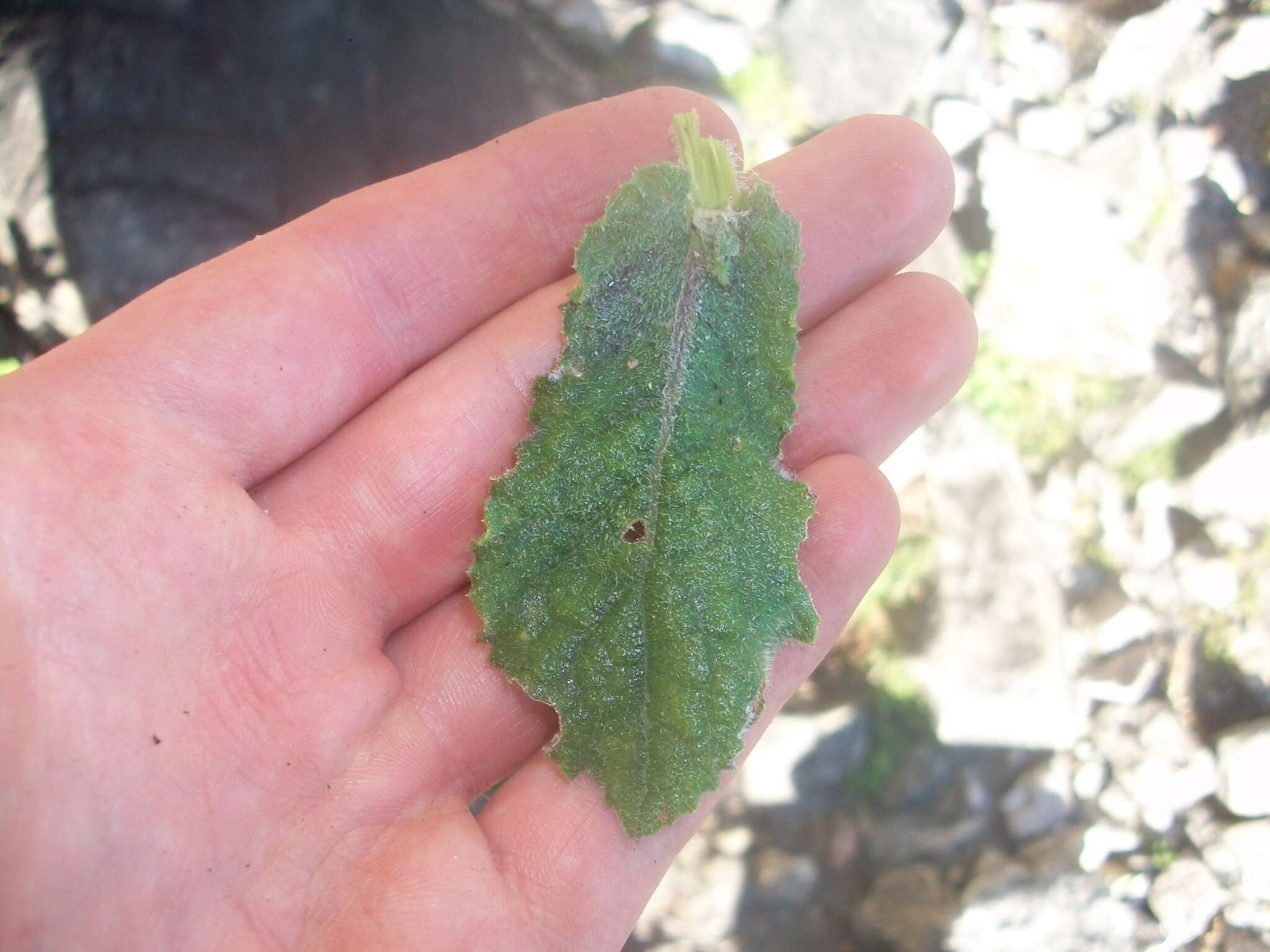 Image of Poisonous ragwort