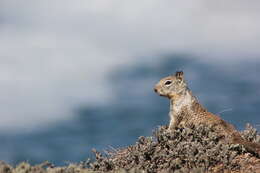 صورة Otospermophilus Brandt 1844