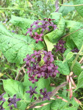 Image de Matelea carolinensis (Jacq.) R. E. Woodson