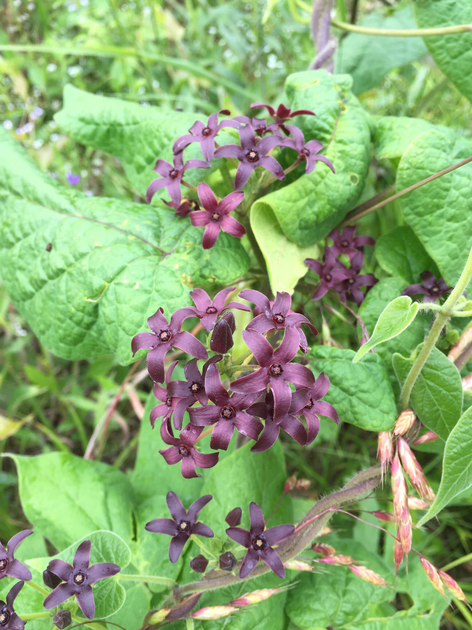 صورة Matelea carolinensis (Jacq.) R. E. Woodson