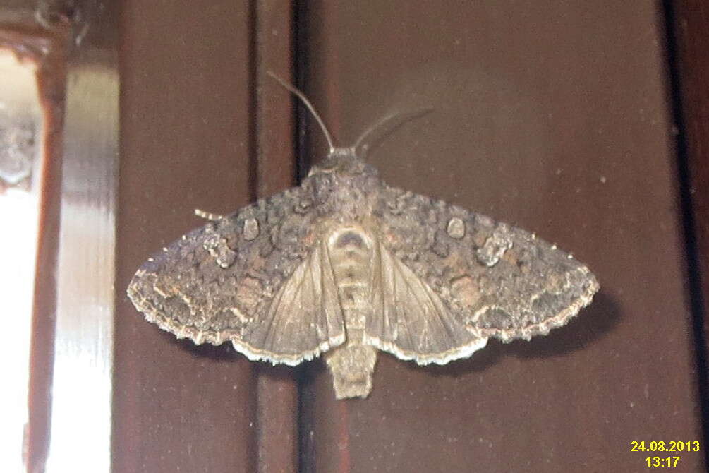 Image of Cabbage Moth