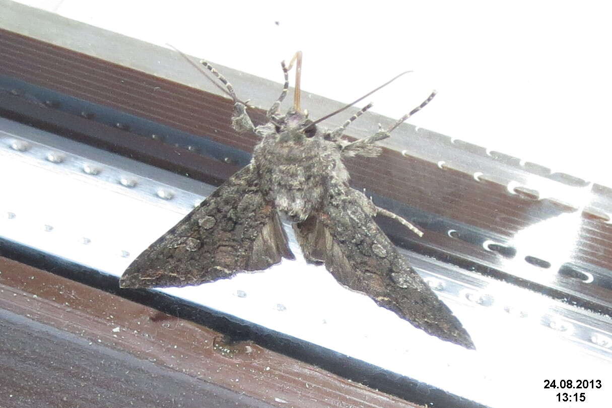 Image of Cabbage Moth