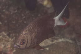 Image of Pale-tail chromis