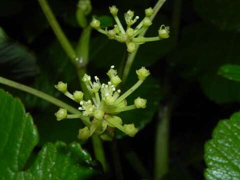Image of Heracleum grande (Dalzell & A. Gibson) P. K. Mukhopadhyay