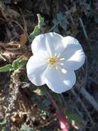 Imagem de Oenothera acaulis Cav.