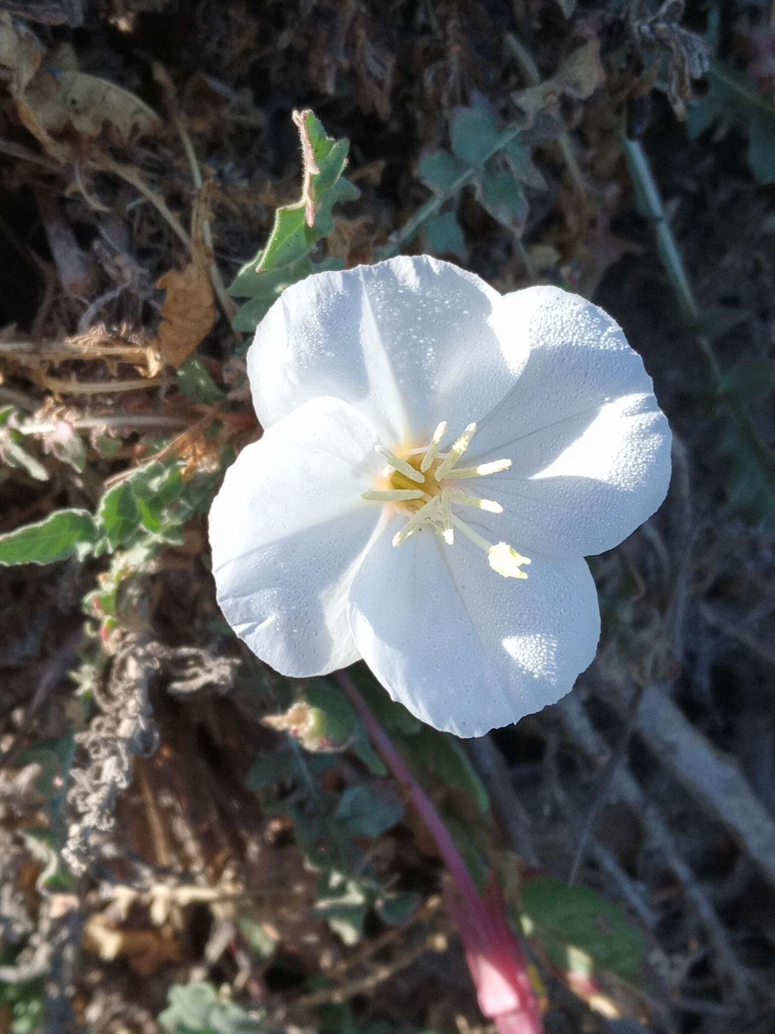 Слика од Oenothera acaulis Cav.