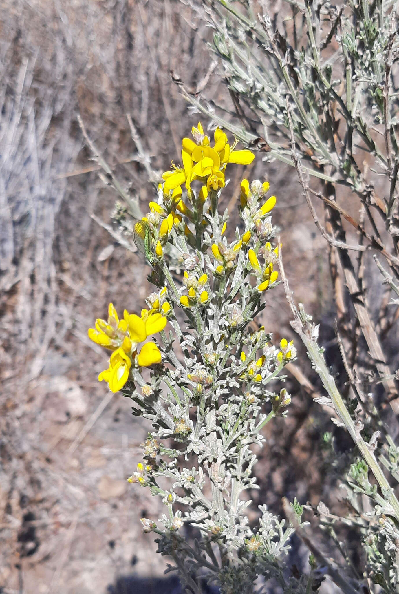 Image of Genista microphylla DC.