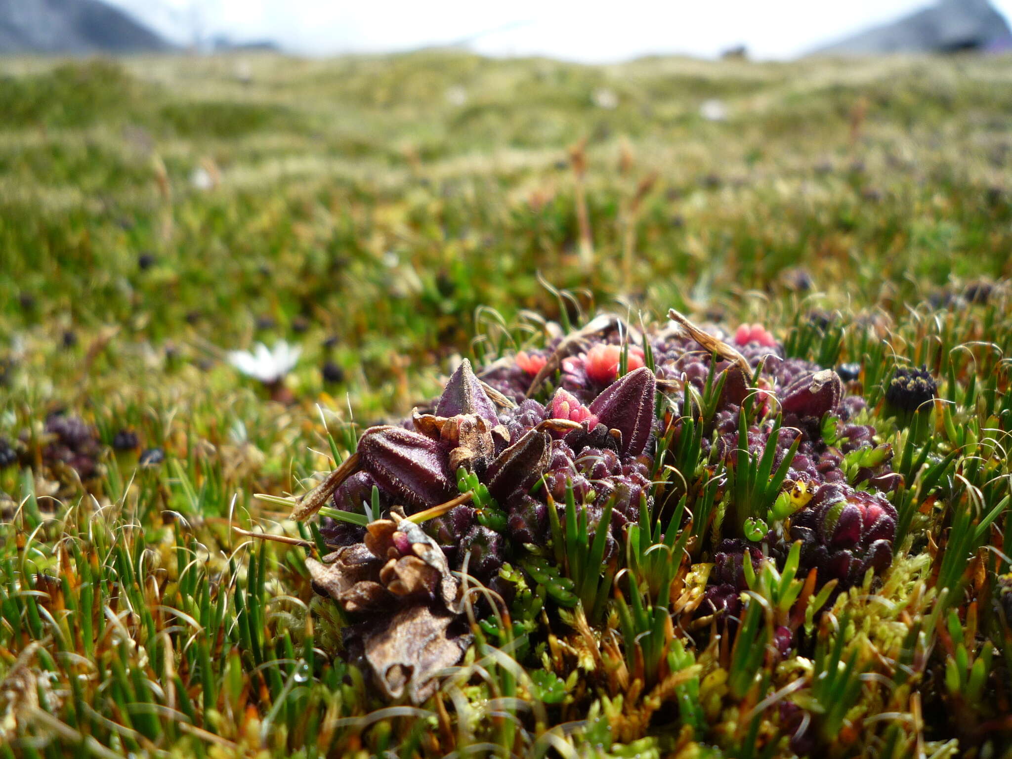 Image of Castilleja pumila (Benth.) Weddell