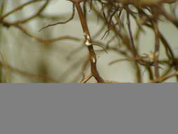 Image of horsehair lichen