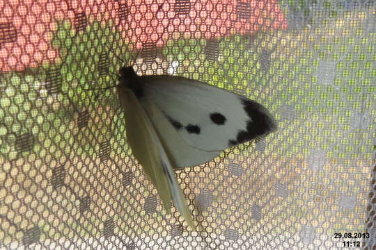 Image of cabbage butterfly