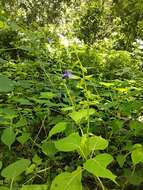 Imagem de Salvia caudata Epling