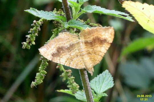 Plancia ëd Camptogramma bilineata