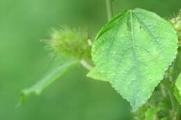 Image de Acalypha aristata Kunth