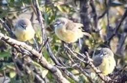 Image of Cape Penduline Tit