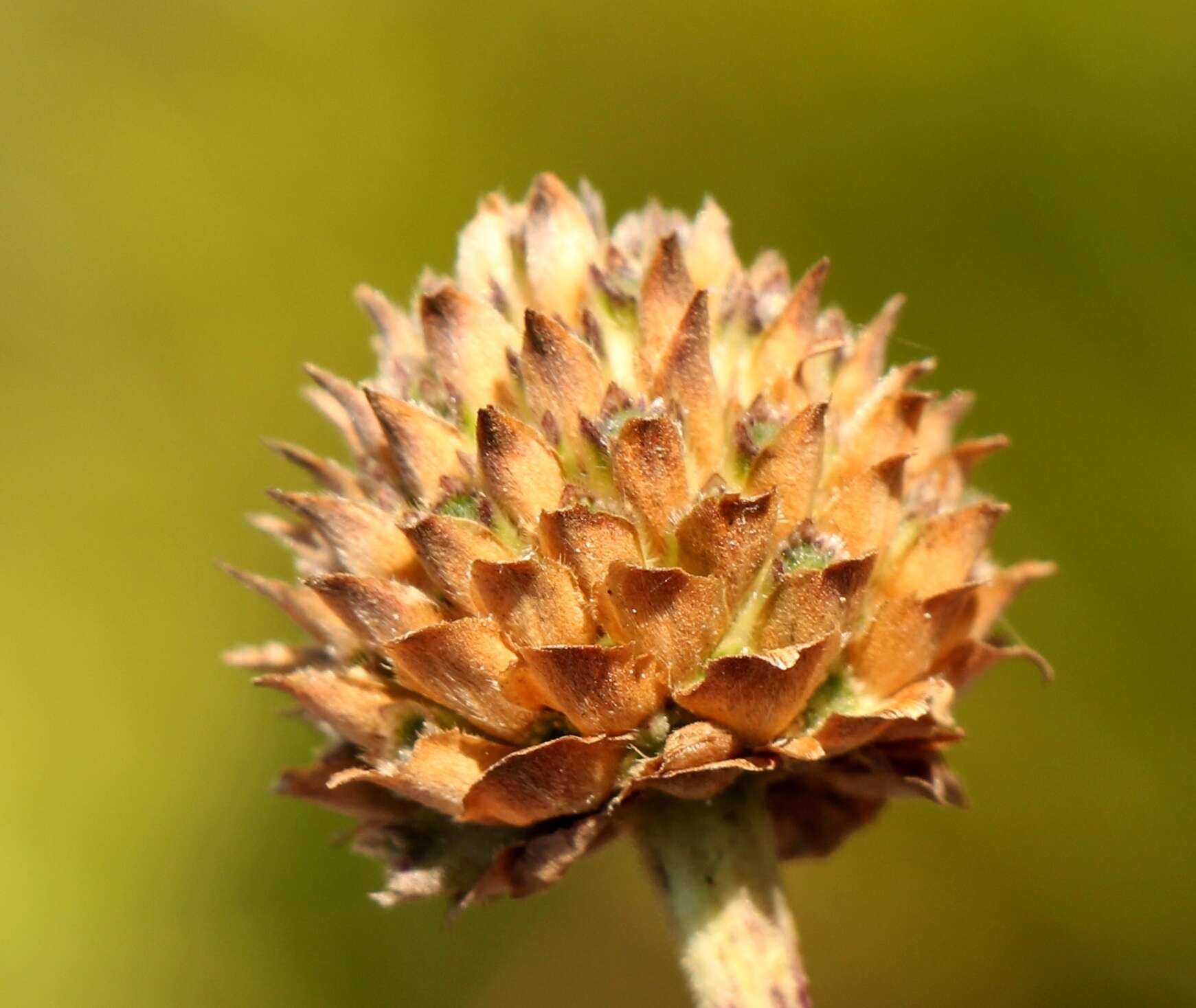 Plancia ëd Cephalaria attenuata (L. fil.) Roem. & Schult.