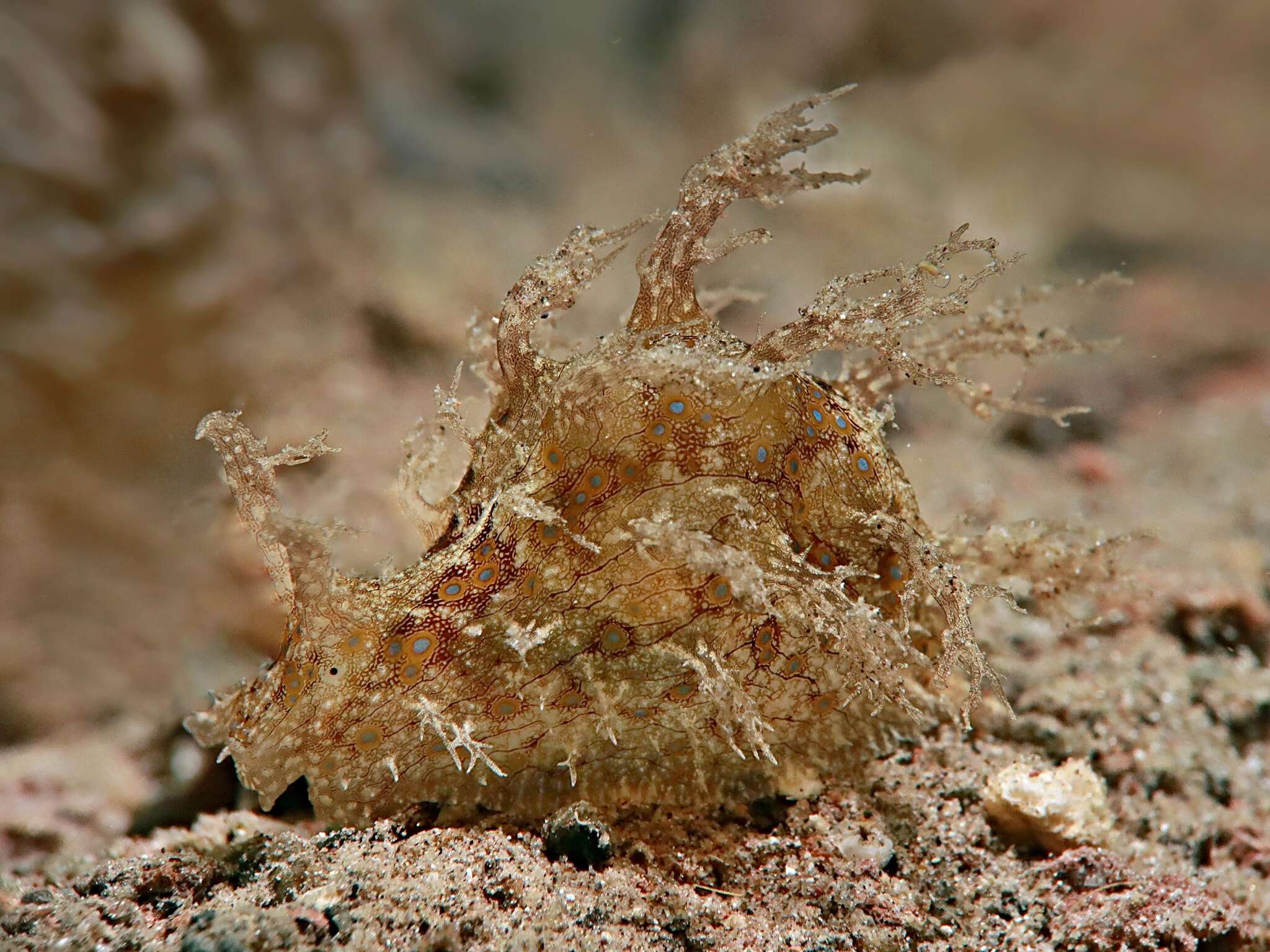 Bursatella ocelligera (Bergh 1902) resmi