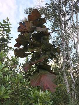 Coccoloba pubescens L. resmi