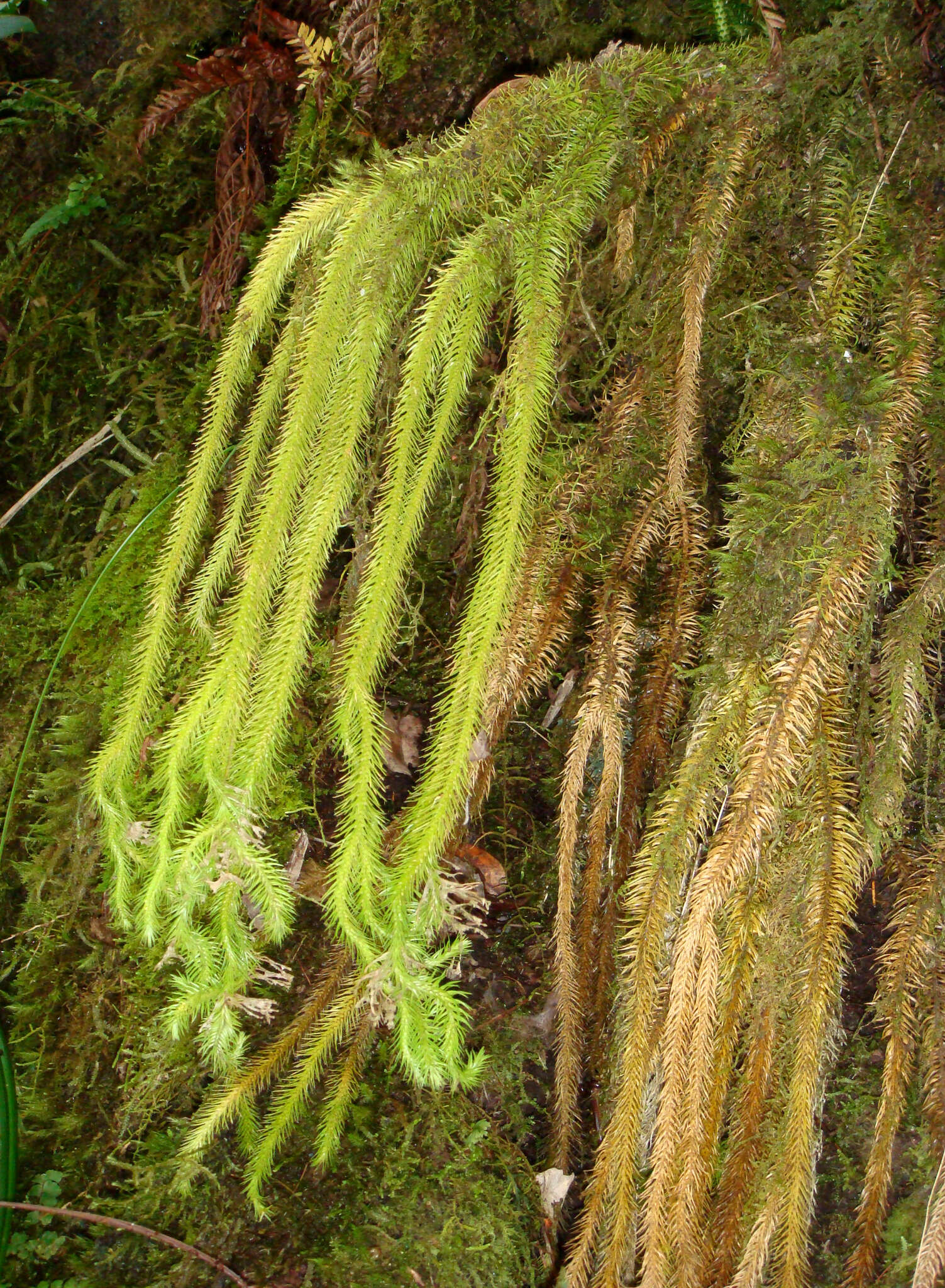 Image of rock tassel fern