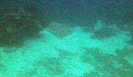 Image of Southern stingray